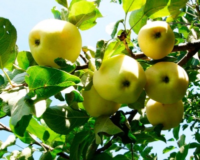 Яблоня "Папировка"