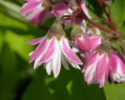 Дейция шершавая "Плена" (Plena)