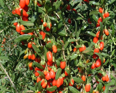 Ягода Годжи «Нью Биг»