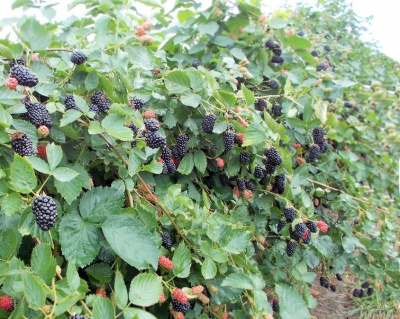 Ежевика "Черная Магия" ("Блек Меджик")