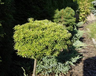 Пихта корейская "Сильберкугель" (штамбовая форма)