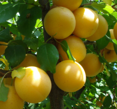 Шарафуга "Белла Голд" (гибрид абрикоса, сливы и нектарина)