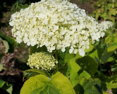 Гортензия древовидная "Голден Аннабель" (Golden Annabelle)