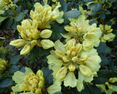 Рододендрон "Голдкрон"