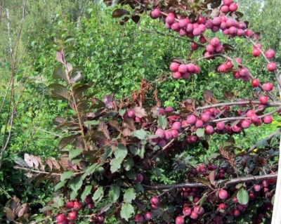 Алыча "Лама"