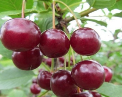 Вишня "Вянок"