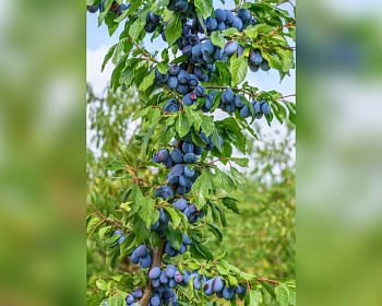 Слива колоновидная "Оскар Плюс"