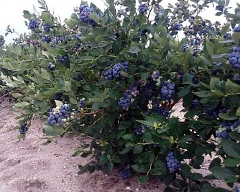 Голубика "Джерси (Dzhersi)"