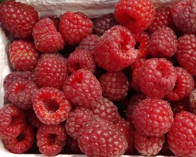 Малина "Метеор"