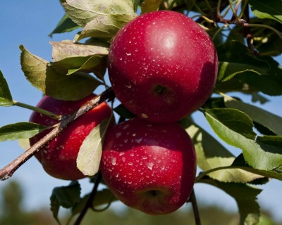 Яблоня "Ред Фри"