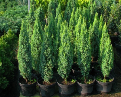 Кипарисовик Лавсона "Элвуди"