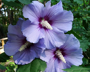 Гибискус «Озиау Блу»