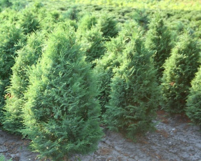 Кипарисовик Горохоплодный "Плюмоза"