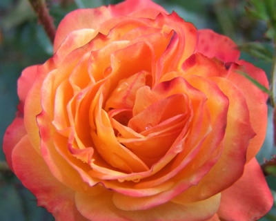 Роза Флорибунда «Румба» 