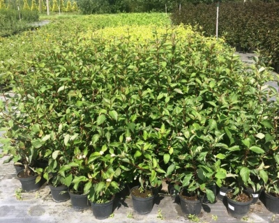 Дерен белый "Кессельринги" (Kesselringii)