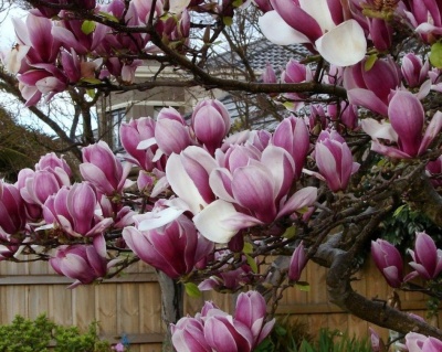 Магнолия "Рустика Рубра"