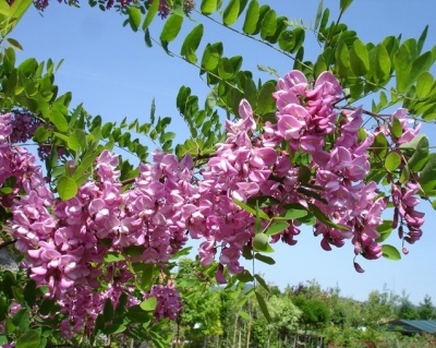Робиния лжеакация "Пинк Каскад"