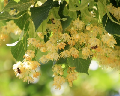 Липа мелколистная