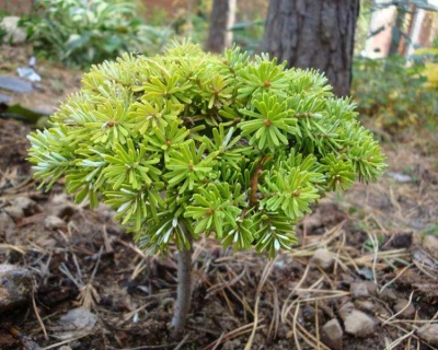Пихта корейская "Сильберкугель" (штамбовая форма)
