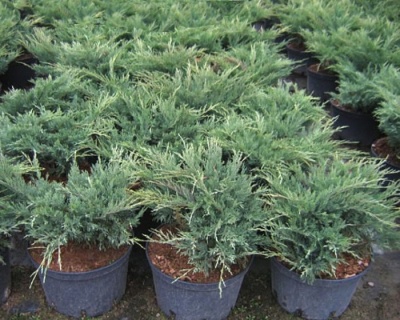 Можжевельник казацкий "Блю Дануб"