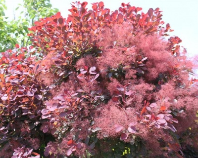 Скумпия "Грейс" (Grace)