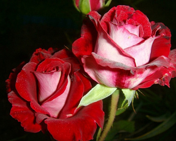 Роза Чайно-Гибридная «Aльянс» 