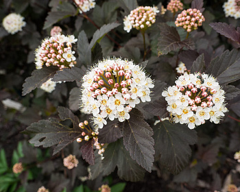 Пузыреплодник "Диабло" (Diabolo)