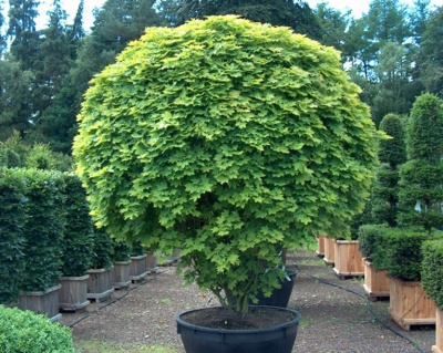 Клен остролистный "Глобозум"