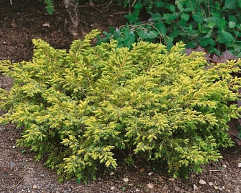 Можжевельник обыкновенный "Депресса Ауреа"