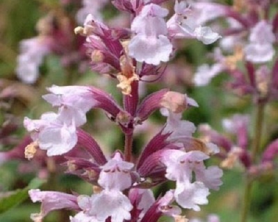 Котовник фассена "Даун ту Даск"