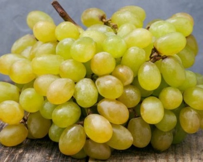 Виноград "КишМиш Мираж" (Русбол)