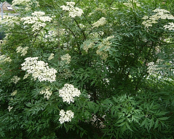 Бузина черная "Лациниата"