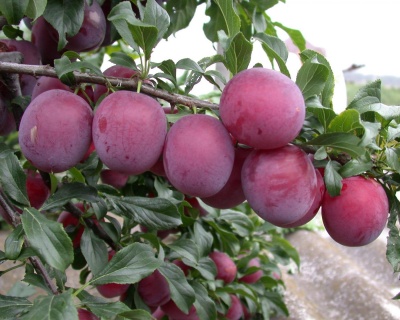 Алыча "Комета Кубанская"