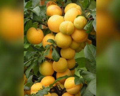 Слива колоновидная "Мирабелла"