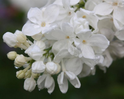 Сирень "Флора"