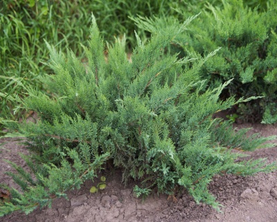 Можжевельник казацкий "Рокери Джем"