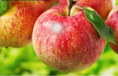 Яблоня мультипрививка "Конфетное-Орловим"