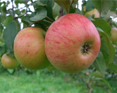 Яблоня "Медуница"