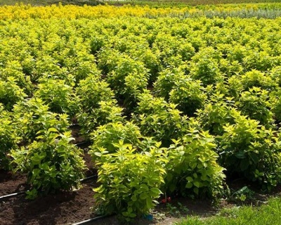 Чубушник "Ауреус"