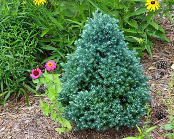 Кипарисовик Горохоплодный "Бэби Блю"