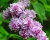 Сирень "Катерина Хавемейер"