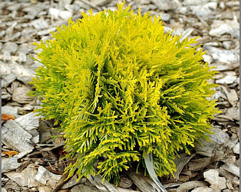 Туя западная "Амбер Глоу"