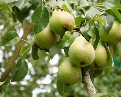 Груша колоновидная "Сладкая красавица"