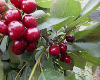 Черевишня "Ивановна" (гибрид вишни и черешни)