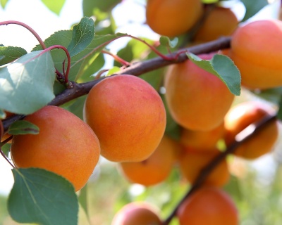 Абрикос "Память Шевчука"