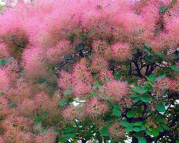 Скумпия "Янг Леди" (Young Lady)