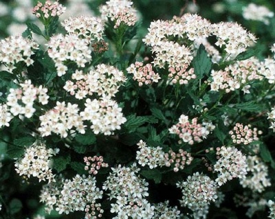 Пузыреплодник "Нанус" (NANUS)