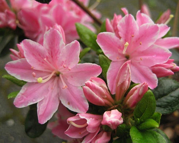 Азалия японская "Кермесина Роуз"