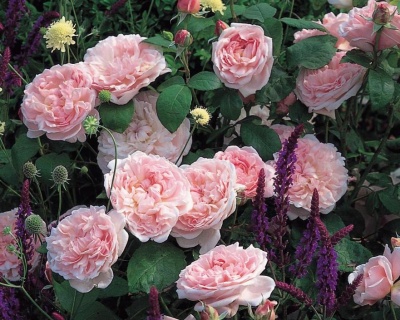 Пионовидная Роза «Эглантин»