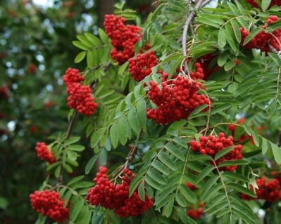 Рябина обыкновенная